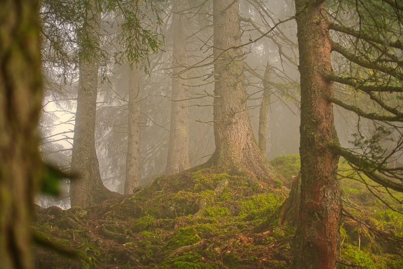 Forest Wedding Lights